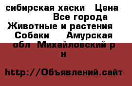 l: сибирская хаски › Цена ­ 10 000 - Все города Животные и растения » Собаки   . Амурская обл.,Михайловский р-н